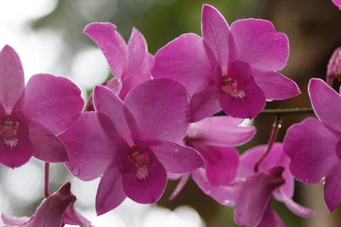 National Orchid Garden, Singapore