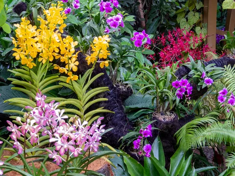 National Orchid Garden, Singapore