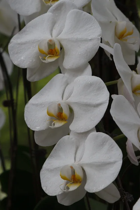 National Orchid Garden, Singapore