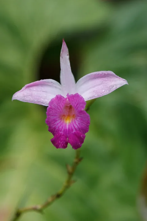 National Orchid Garden, Singapore