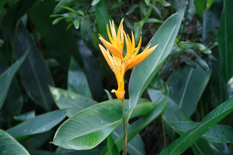 National Orchid Garden, Singapore