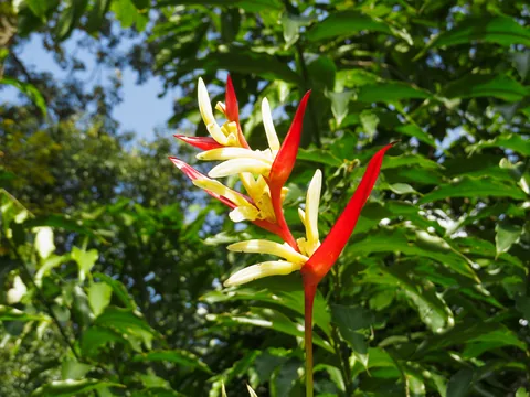 National Orchid Garden, Singapore
