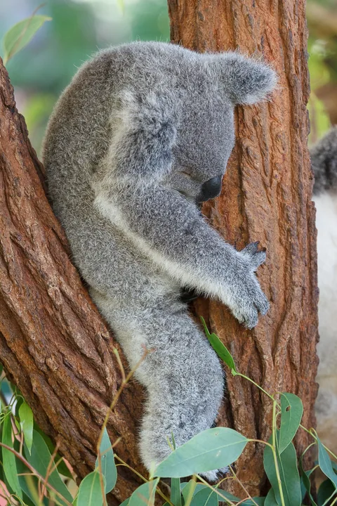 Australia Zoo, Queensland, Australien. Er Koalaer verdens nuserste dyr?
