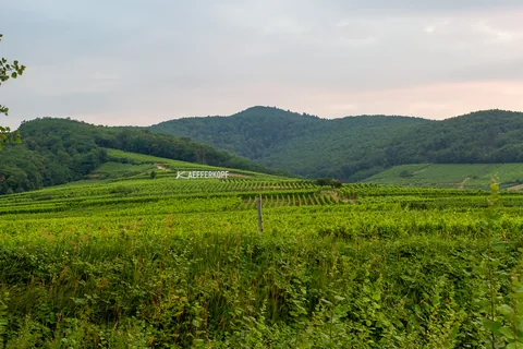 Skønne dejlige Alsace