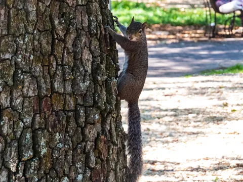 Wildlife, New Orleans, Louisiana, USA