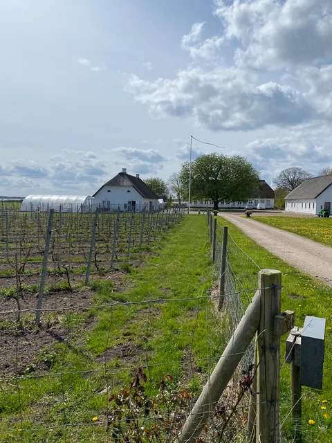 Årø Vingård