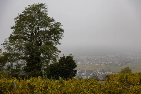 En tur til toppen af Mambourg i gråvejr, med amerikansk mindesmærke og fransk krigskirkegård. Nå ja, og så er Grand Cru Mambourg også en af de absolut skønneste vinmarker i Alsace.