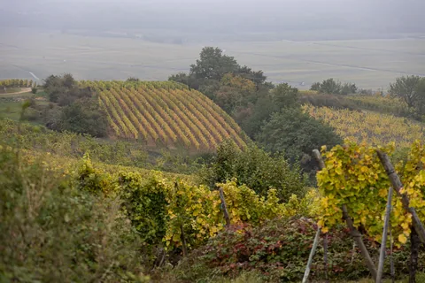 En tur til toppen af Mambourg i gråvejr, med amerikansk mindesmærke og fransk krigskirkegård. Nå ja, og så er Grand Cru Mambourg også en af de absolut skønneste vinmarker i Alsace.