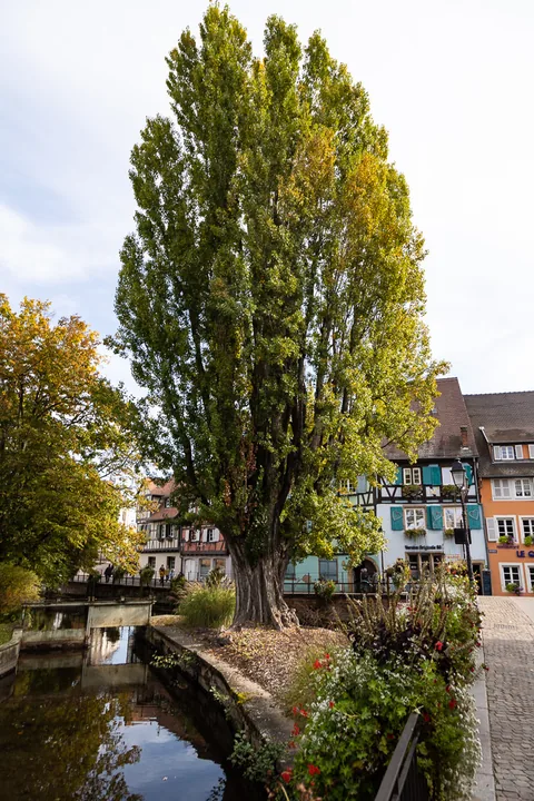 En tur til smukke Colmar.