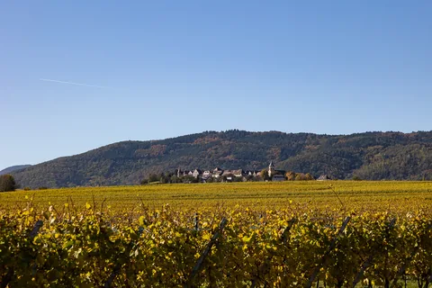 Zellenberg.