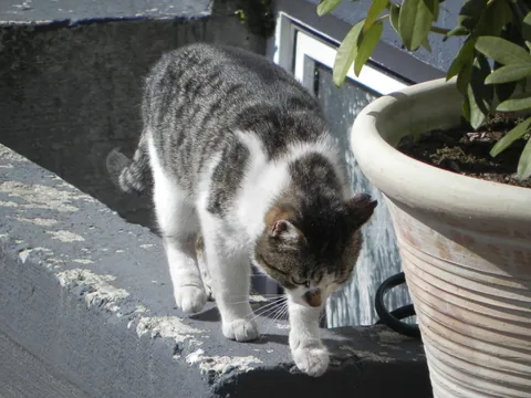 Bettemus 2010