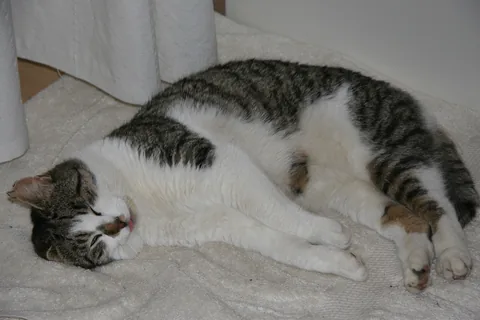 Bettemus 2011