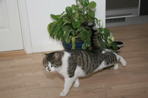Bettemus 2011