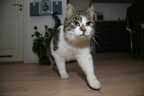 Bettemus 2011