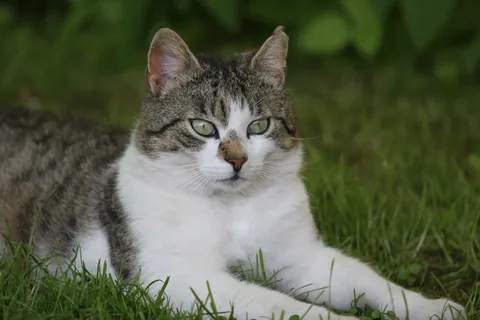 Bettemus 2011